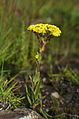 Crassula vaginata