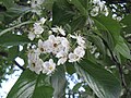 Crataegus × lavallei üçün miniatür