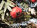 Crataegus orientalis fruit d PG.jpg