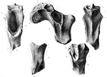The holotype element shown from multiple views Craterosaurus.png