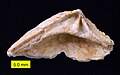 Venerid bivalve dentition; Wadi Umm Ghudran Formation (early Campanian), near Amman, Jordan.