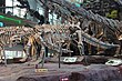 Crichtonsaurus skeleton.jpg