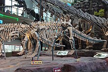 A Crichtonsaurus skeleton in China