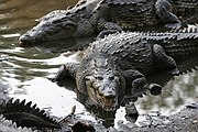 Crocodylus acutus jalisco mexico.jpg