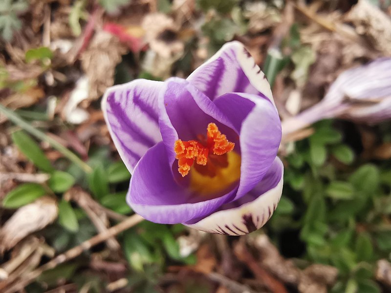 File:Crocus variegatus 115901773.jpg