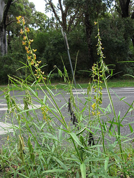 File:Crotalaria lanceolata habit1 (9528347960).jpg