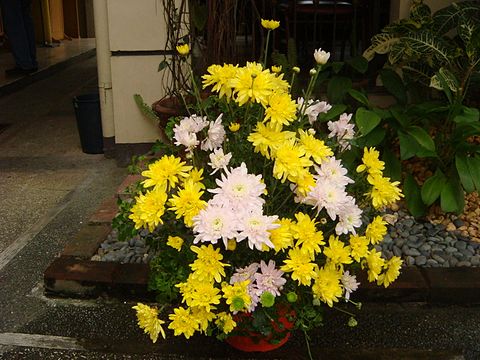 Chrysanthemum arrangement for catering