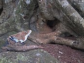 Schwarzleguan (ausgewachsenes männliches Tier) vor seiner Baumhöhle