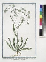 Thumbnail for File:Cuminoides vulgare - Lagoecia - Cimio - Le Cumin. (Wild Cumin) (NYPL b14444147-1130618).tiff