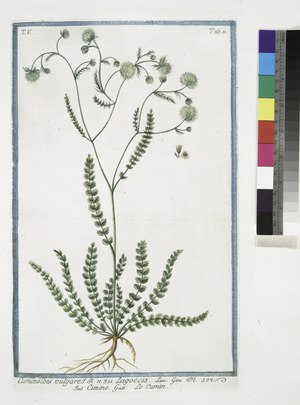 Cuminoides vulgare - Lagoecia - Cimio - Le Cumin. (Wild Cumin) (NYPL b14444147-1130618).tiff