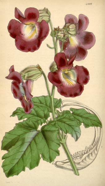 File:Curtis's Botanical Magazine, Plate 4292 (Volume 73, 1847).png