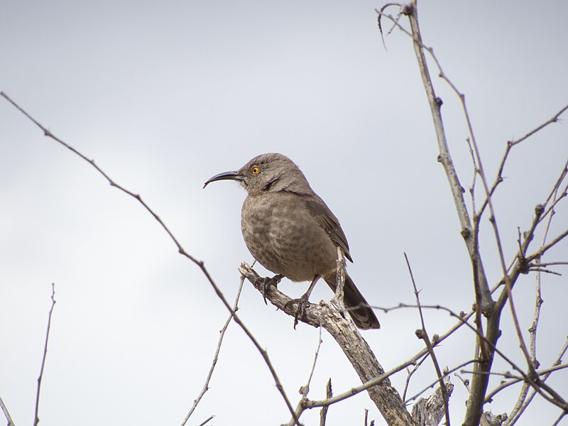 File:Curve-billed Thrasher San Pedro House Sierra Vista AZ 2015-03-02at14-35-313 (47755643582).jpg