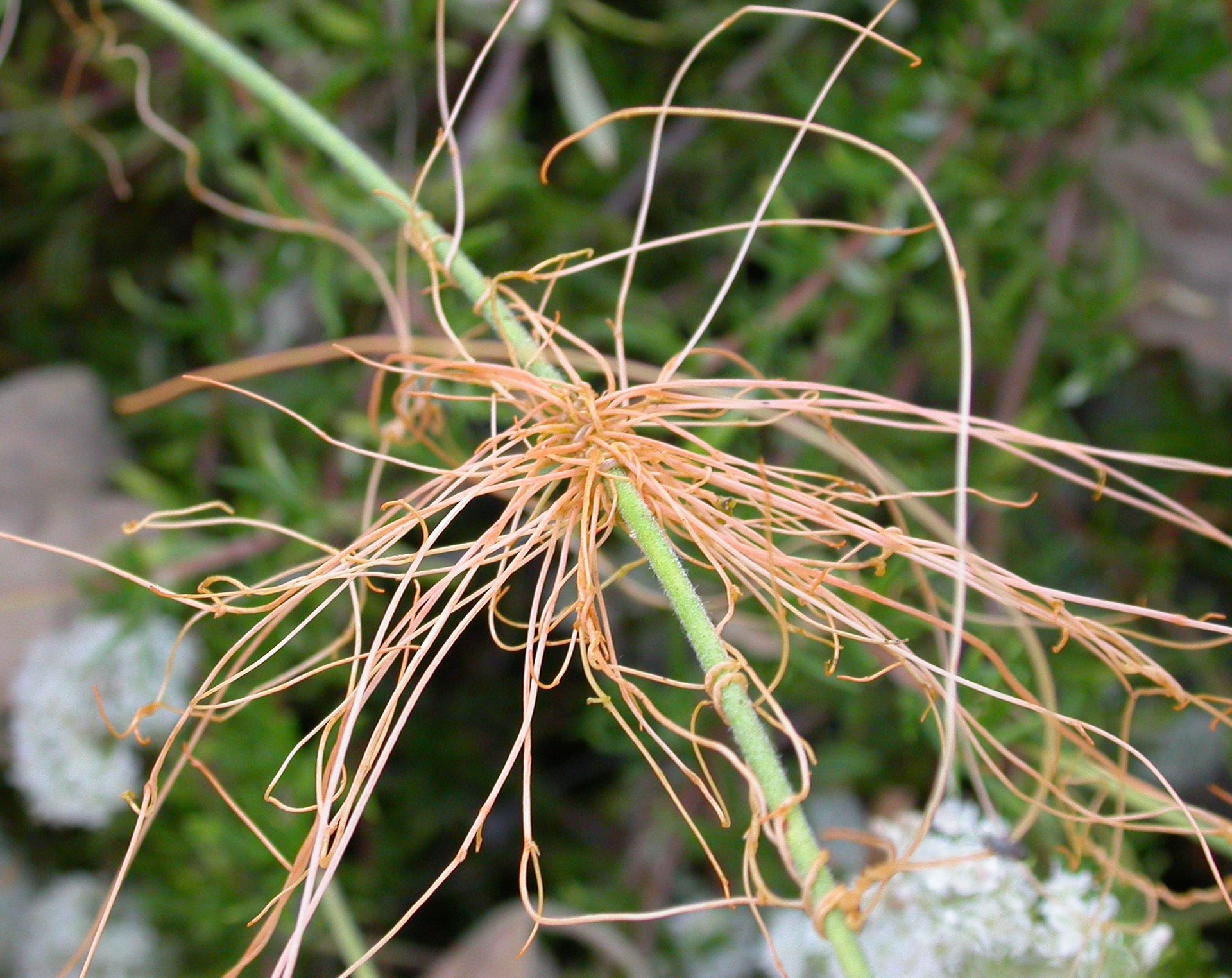 Plante parasite — Wikipédia