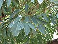 Kiepersol (Cussonia spicata),
