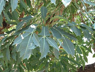 Leaves Cussonia spicata.jpg