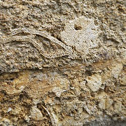 Quarried block of Coralline Crag, containing bryozoan fossils, in the wall of St Peter's church in Chillesford in Suffolk