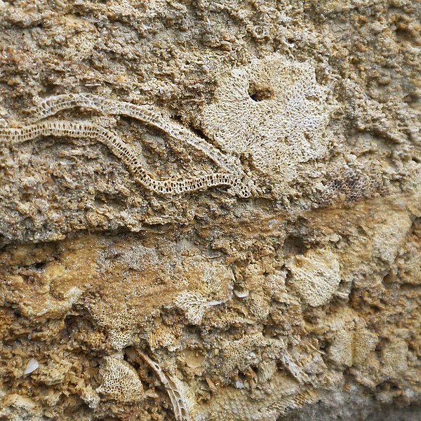 File:Cut Block of Coralline Crag with Bryozoan Fossils in a Church Wall in Suffolk.jpg