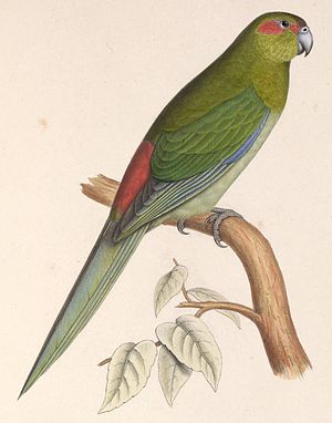 Tahitian parakeet