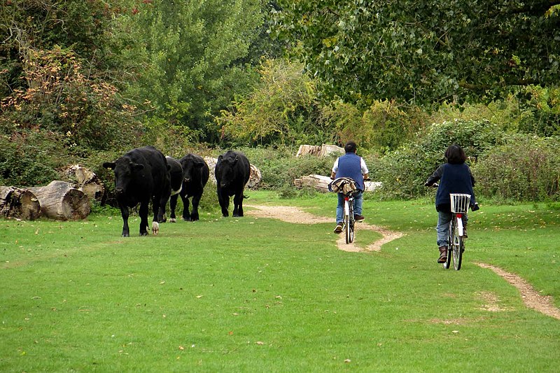 File:Cyclists and cattle on the Thames Path - geograph.org.uk - 3783598.jpg