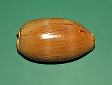 Shell of Luria isabella from Philippines Cypraeidae - Luria isabella - Philippines-2.JPG
