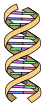 DNA eenvoudig.svg