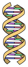 DNA simple.svg