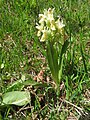 Dactylorhiza sambucina Germany - Simonswald