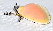 Dalcerid Moth (Dalcera abrasa) (40343228171) .jpg