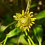 Thumbnail for File:Dandelion Bloom Flower.jpg