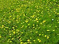 Thumbnail for File:Dandelion flowers - geograph.org.uk - 6460618.jpg