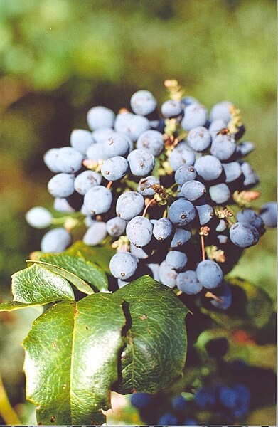 File:Daniel Fuchs.CC-BY-SA.Mahonia aquifolium.jpg