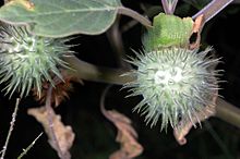 Prickly seed capsules Datura wrightii seed pods.jpg