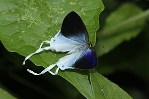 Zeltus amasa, male