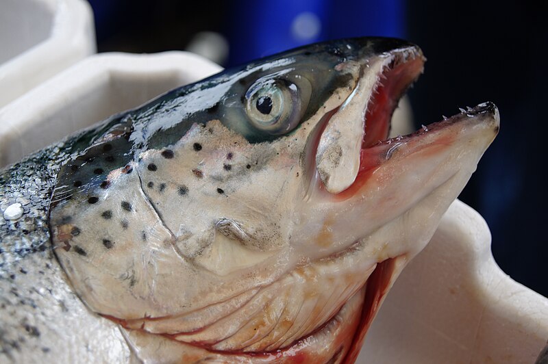 File:Dead fish head.jpg