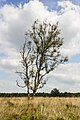 * Nomeação Deelerwoud, (the eastern part.) Birch on a heathland. --Agnes Monkelbaan 04:03, 25 May 2024 (UTC) * Promoção  Support Good quality.--Tournasol7 04:06, 25 May 2024 (UTC)