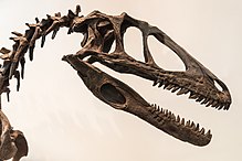 Reconstructed skull and neck, Royal Ontario Museum Deinonychus skull ROM.jpg