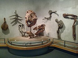Denver Museum Sauropods, Theropods and Ornithischians.jpg