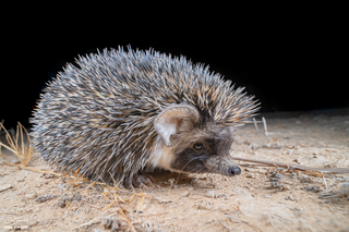 <span class="mw-page-title-main">Desert hedgehog</span> Species of mammal