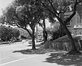 Detail View of Sidewalks and Trees on Channing Way at Intersection of Piedmont Avenue