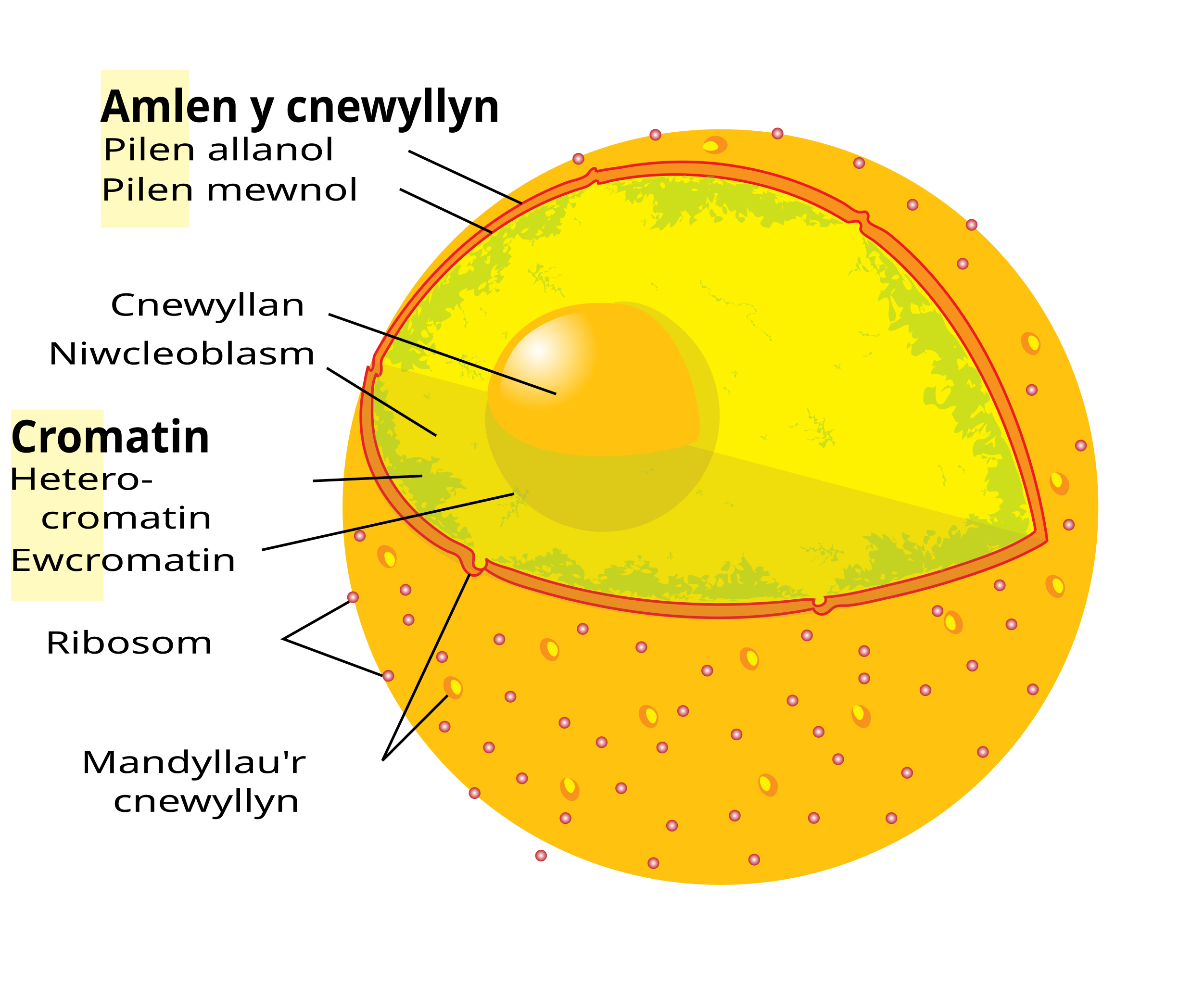 human cell diagram