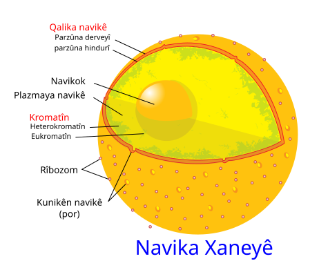 File:Diagram human cell nucleus ku.svg