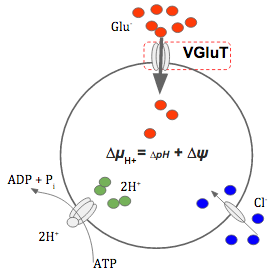 File:Diagrama actividad de VGluT.tif