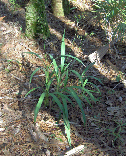 File:Dianella-ensifolia (5617246260).png