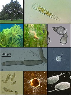 Diaphoretickes Taxon of eukaryotes