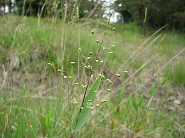 File:Dichanthelium_oligosanthes_inflorescence.jpg