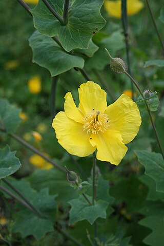 <i>Dicranostigma</i> Genus of flowering plants