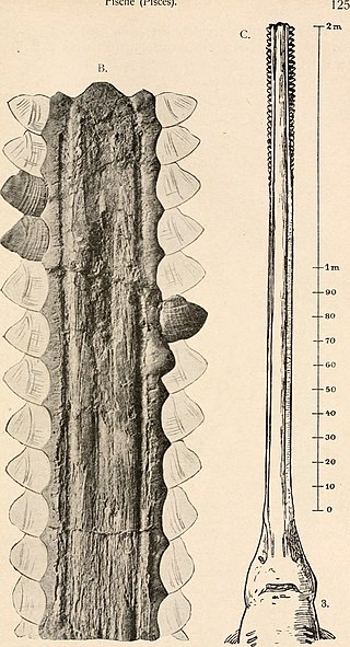 <i>Propristis</i> Extinct genus of cartilaginous fishes