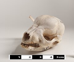 Image 38Skull of a dog (from Dog anatomy)