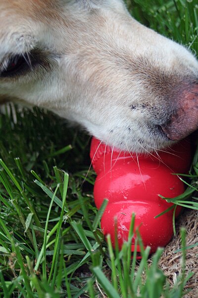 File:Dog with red kong.jpg