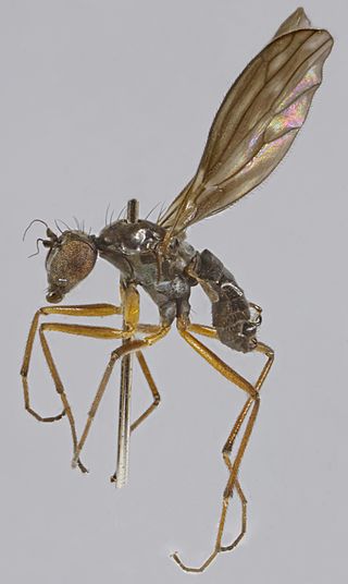 <i>Dolichocephala guttata</i> Species of fly